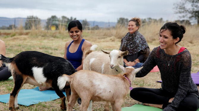 Yoga mit Ziege? Mache finden das klasse. Foto: Lainey Morse/Goat Yoga/dpa