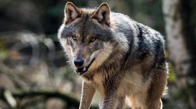 Ein Wolf (Canis lupus) ist in seinem Gehege im Wildpark Schorfheide in Groß Schönebeck
