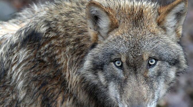 Durch die Scherenschnitt-Kulisse tauchen Besucher in die Welt des Wolfs ein. Der bunte Glas-Hund ist nicht etwa moderne Kunst, s