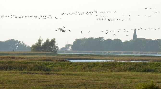 Wildvögel fliegen über Ummanz bei Rügen. In einem Drei-Kilometer-Umkreis um den Fundort der Krickente auf der Insel stehen di