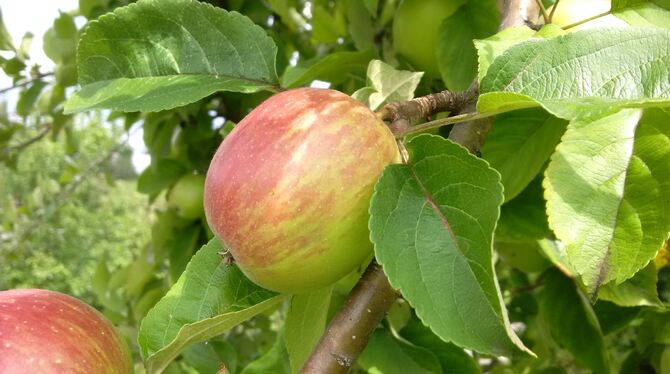 Selten, reif und schön: der Apfel Reutlinger Streifling. FOTO: LANDRATSAMT