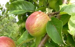 Selten, reif und schön: der Apfel Reutlinger Streifling. FOTO: LANDRATSAMT