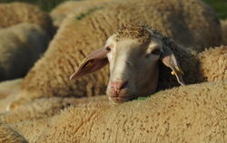 Die Samen des Odermennigs krallen sich in der Frisur eines Schafs auf der Alb fest.  FOTO: KÜNKELE