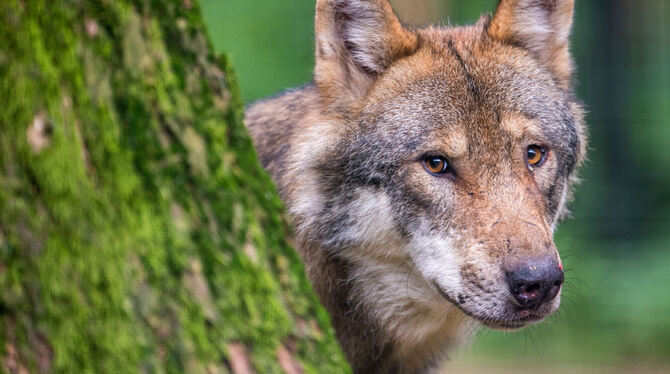 Das Bild zeigt einen Wolf, der in einem Wildpark hinter einem Baum hervorschaut. Von dem Römersteiner Wolf gibt es nur ein Schwa