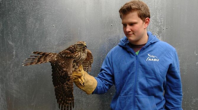 Der in Mössingen Anfang der Woche frei gelassene Habicht hat sich im Vogelschutzzentrum von einer Schnittverletzung erholt. FOTO