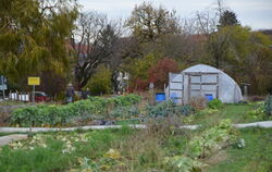 Auf dem Acker und in den beiden Folientunneln wird Gemüse angebaut. FOTO: SONNECK