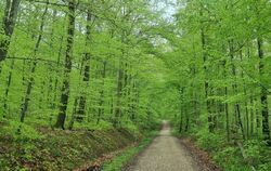 Grüner Wald im Ermstal.