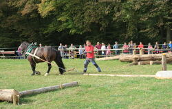 Norbert Wiest und sein Pferd Nelmar zeigen auf dem Holzrückeparcours ihr Können. 
