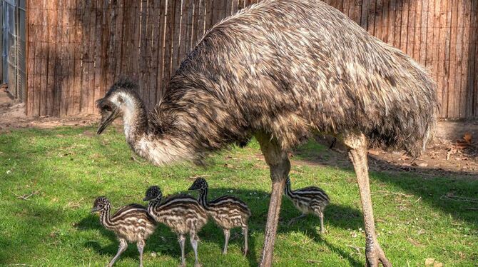 Nachwuchs bei den Emus in der Wilhelma
