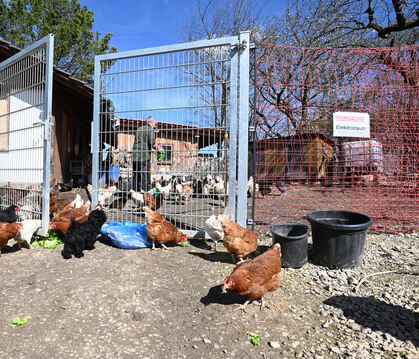 Ein Elektrozaun schützt die Hühnerschar auf dem Hof der Wiedemanns  vor dem Fuchs, offenbar jedoch nicht vor Dieben. 