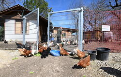 Ein Elektrozaun schützt die Hühnerschar auf dem Hof der Wiedemanns  vor dem Fuchs, offenbar jedoch nicht vor Dieben. 