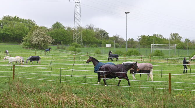 Die Pferde wurden aus ihren Stallungen ins Freie gerettet.