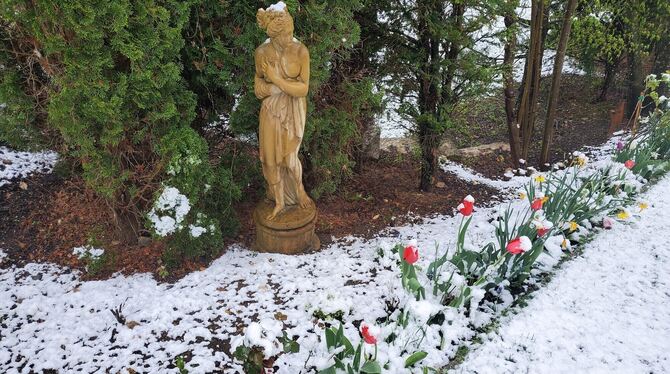 In Münsingen wurden die farbenprächtigen Tulpen vom kalten Schnee begraben.