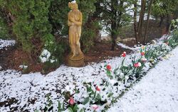 In Münsingen wurden die farbenprächtigen Tulpen vom kalten Schnee begraben.