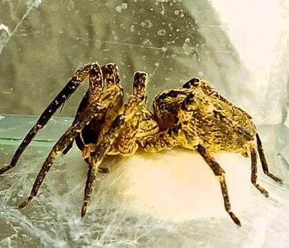 Eine Nosferatu-Spinne mit einem Kokon ihrer Eier in einem Terrarium. Die Tiere können ausgewachsen bis zu sieben Zentimeter groß