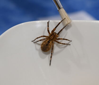 Eine Nosferatu-Spinne im Größenvergleich mit einem Pinsel. Die Tiere können laut dem Reutlinger Spinnenexperten Thomas Floten bi