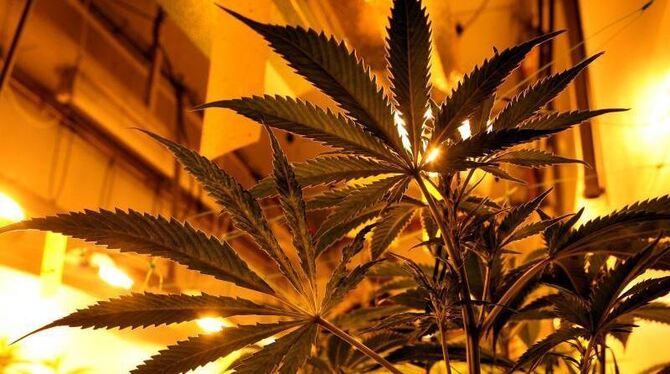 In die Debatte um die Legalisierung von Cannabis ist Bewegung gekommen.