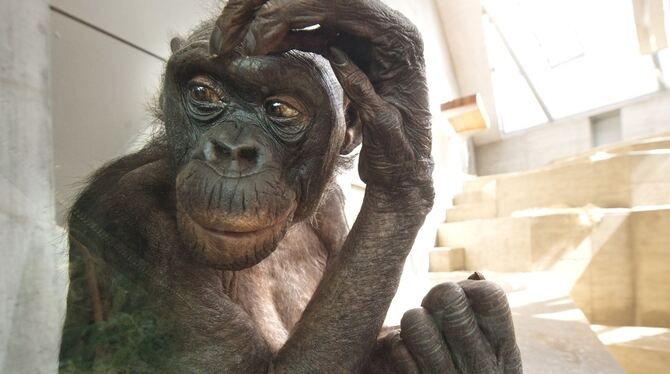 Ein Bonobo im Affenhaus der Wilhelma.