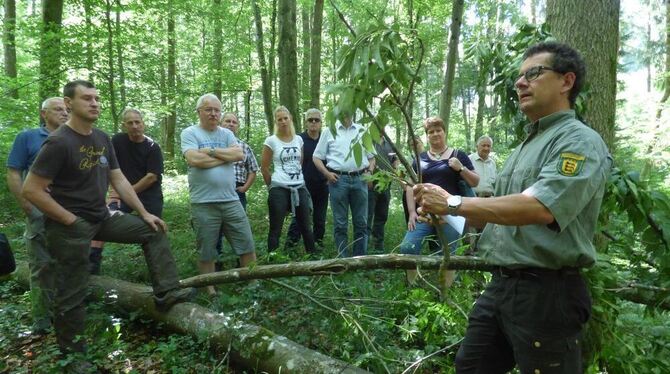 Revierförster Georg Baumbusch zeigte den Teilnehmern beim Waldumgang die Schäden, die ein bösartiger Pilz bei Eschen anrichtet,