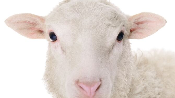 Das Schaf schaut friedlich aus der Wolle.