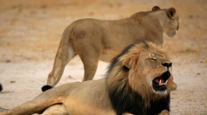 Ein US-Zahnarzt soll den bekannten 13 Jahre alten Löwen namens Cecil in Simbabwe getötet haben. Foto: Zimbabwe Parks And Wild