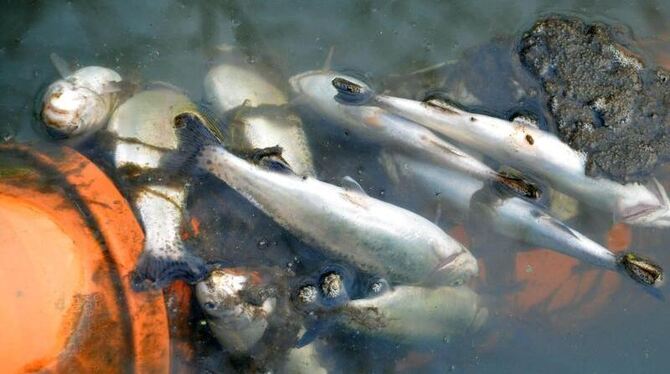 Rund vier Tonnen tote Fische hat die Polizei seit den Löscharbeiten aus der Jagst bei Schwäbisch Hall gesammelt. Das Landrats