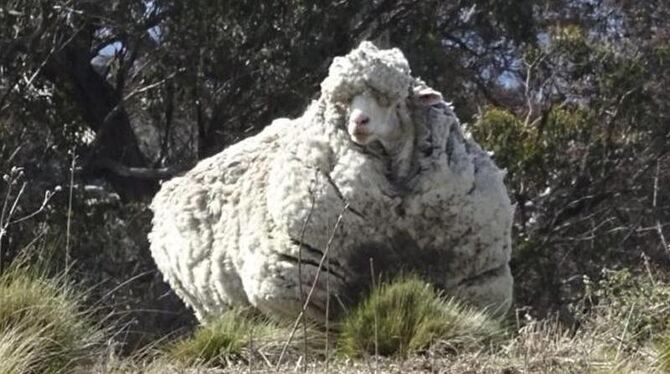 Das ist »Chris« - ein seit Jahren ungeschorenes Schaf. Tierschützer entdeckte das Merino-Schaf herrenlos in der Nähe der aust