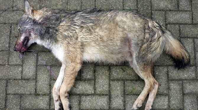 Ein toter Wolf liegt in der Nähe der Autobahn 8 östlich von Merklingen. Foto: Micha Herdtfelder/FVA