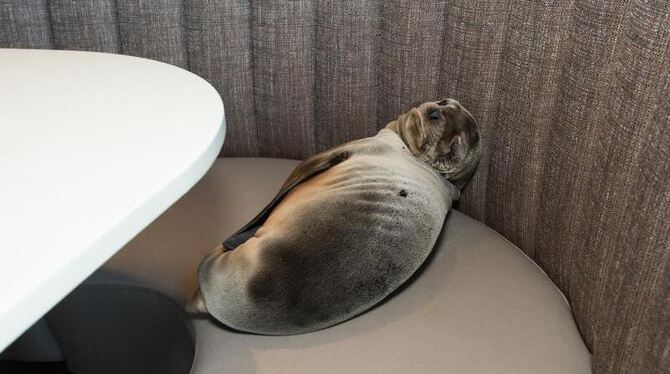 Er hatte es sich auf der Bank gemütlich gemacht. Ein ausgemergeltes Seelöwenbaby war im Luxus-Restaurant »Marine Room« im kal