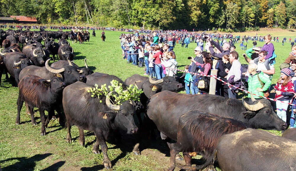 Albbüffelabtrieb in Meidelstetten 2016