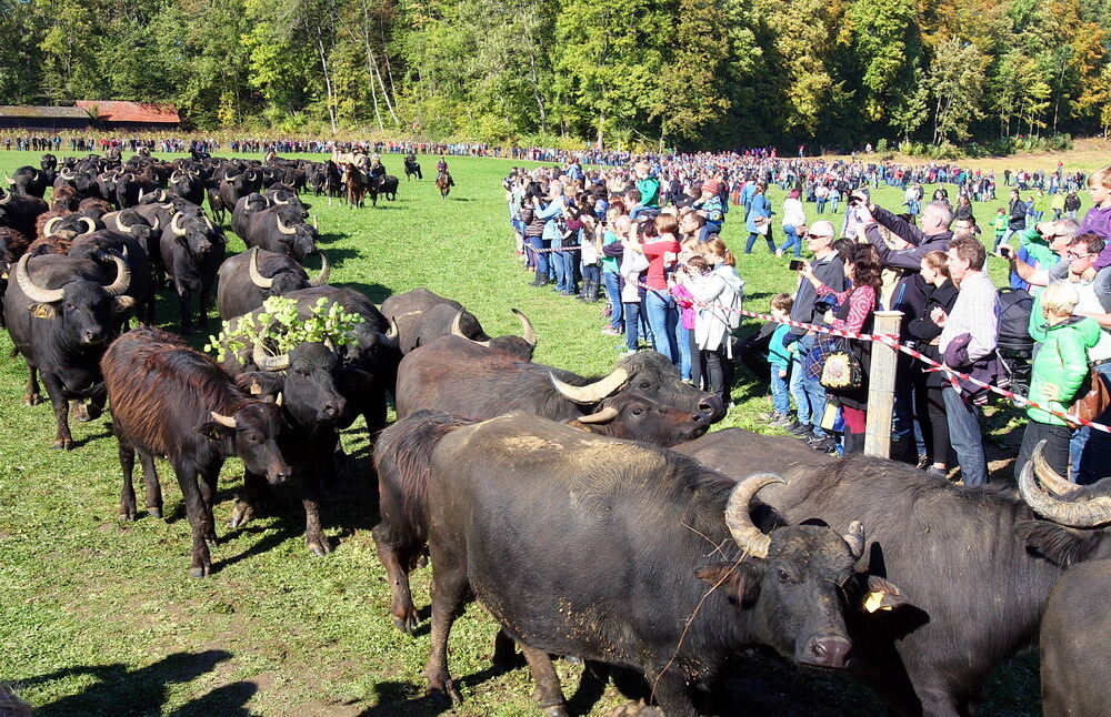 Albbüffelabtrieb in Meidelstetten 2016