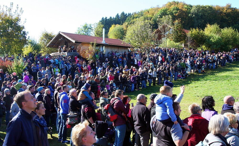 Albbüffelabtrieb in Meidelstetten 2016