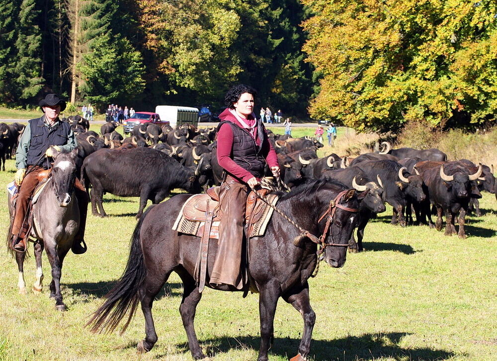 Albbüffelabtrieb in Meidelstetten 2016