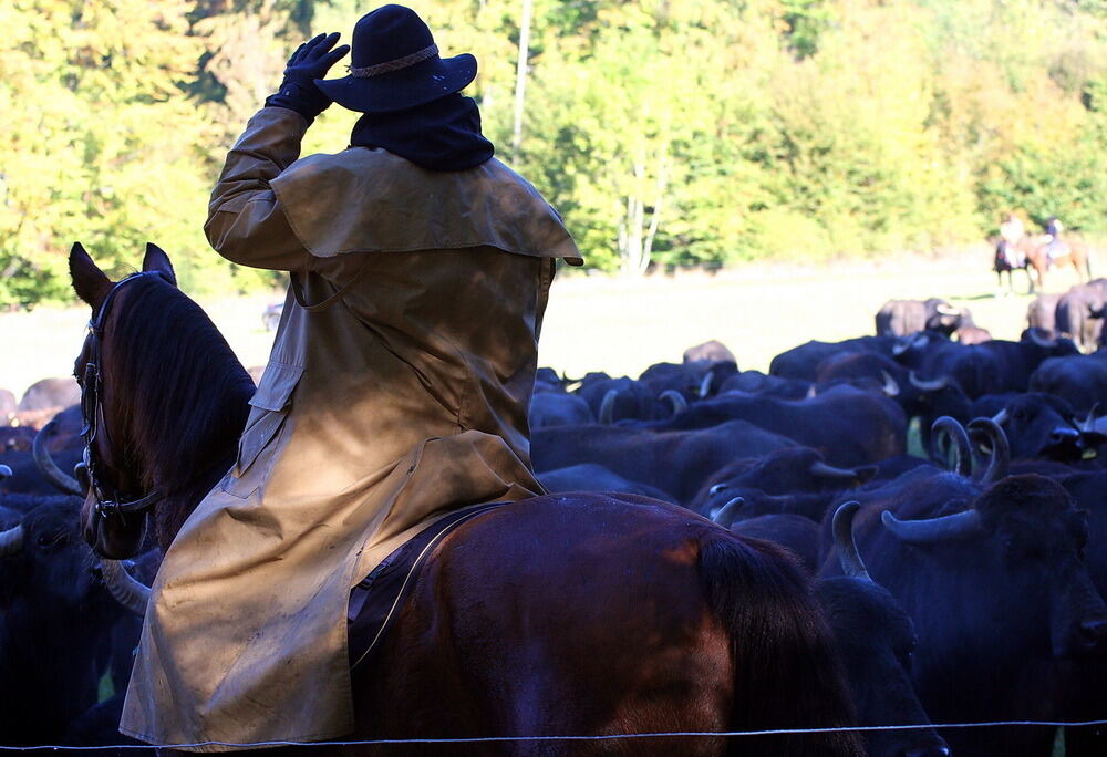 Albbüffelabtrieb in Meidelstetten 2016