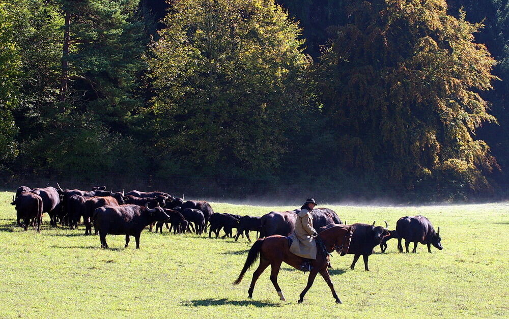 Albbüffelabtrieb in Meidelstetten 2016