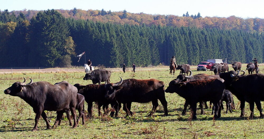 Albbüffelabtrieb in Meidelstetten 2016