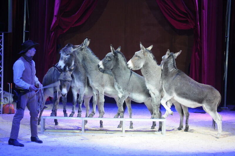 Reutlinger Weihnachtscircus 2016