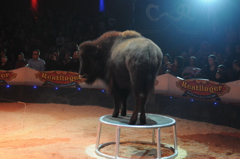 Reutlinger Weihnachtscircus 2016