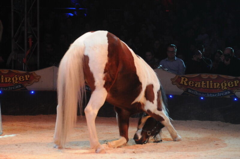 Reutlinger Weihnachtscircus 2016