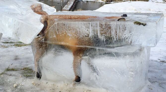 in Eisblock mit einem eingefrorenen Fuchs steht am in Fridingen (Baden-Württemberg). Das Tier war am 9.01.2017 auf dem dünnen Ei