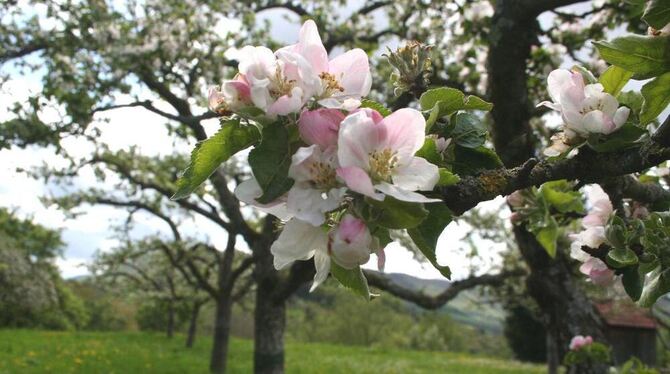 Bis es so weit ist, wie auf unserem Foto, müssen Streuobstwiesenbesitzer noch warten. Wie sie ihre Flächen zu ökologisch wertvol