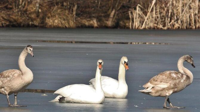 Mein lieber Schwan: Diese gefiederte Familie betrachtet den Reutlinger Breitenbachsee offenbar als ihr Zuhause. Foto: Czapalla