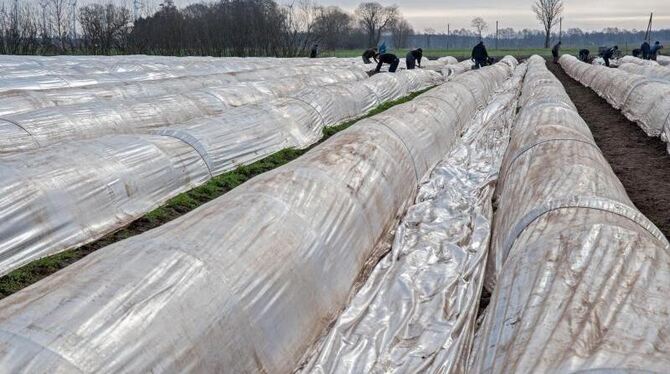 Durch beheizte Böden und kleine Tunnel aus Folien wird der Spargel schneller reif. Foto: Ingo Wagner