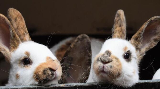 In Deutschland gibt es aufgrund von fehlendem Nachwuchs immer weniger Kaninchenzüchter. Foto: Holger Hollemann