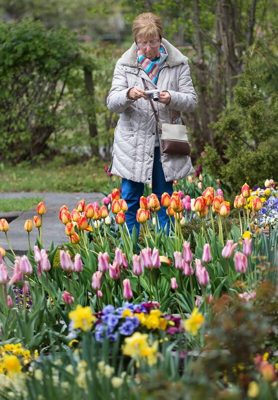 Gönninger Tulpenblüte 2017