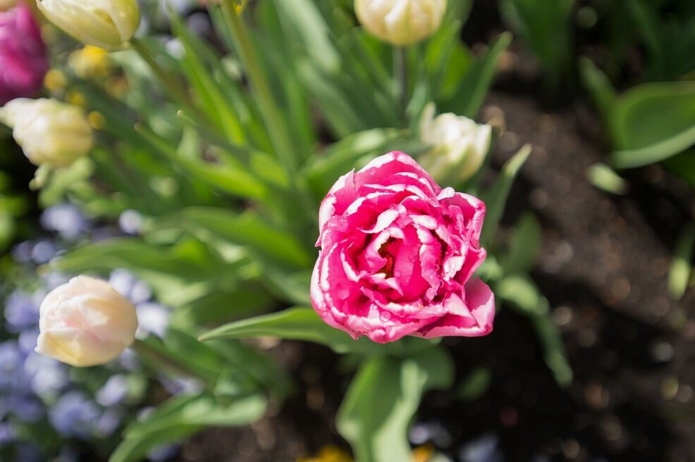 Gönninger Tulpenblüte 2017