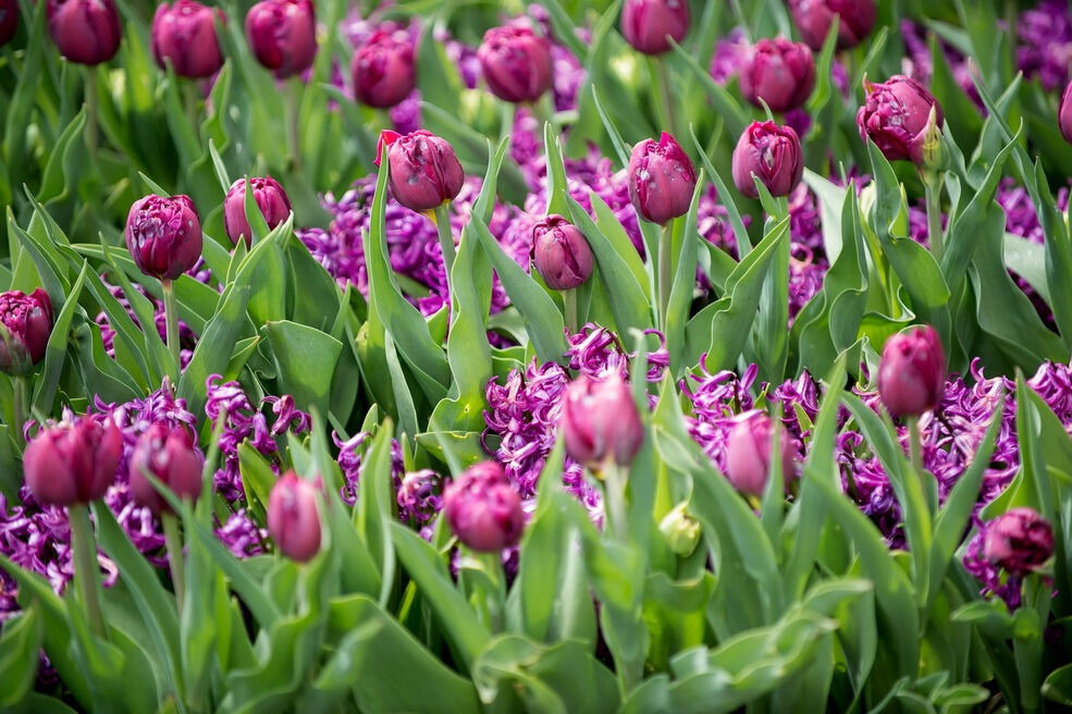 Gönninger Tulpenblüte 2017