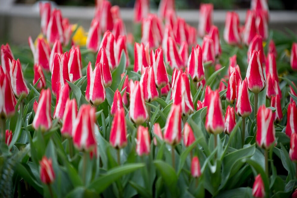 Gönninger Tulpenblüte 2017