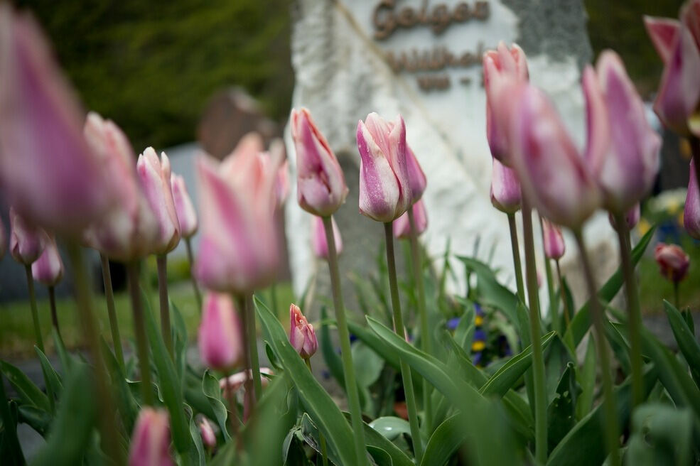 Gönninger Tulpenblüte 2017