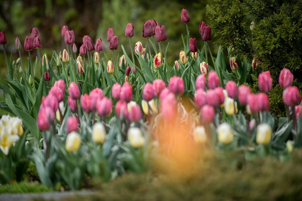 Gönninger Tulpenblüte 2017